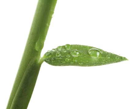 Macro of water drops on green leaf isolated on whiteの写真素材