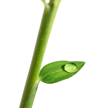 Macro of water drop on small leaf isolated on whiteの写真素材