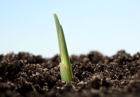 Macro of young braird, new life conceptの写真素材