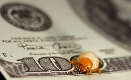 Macro of hundred dollar bank note consumed by pest insectの写真素材