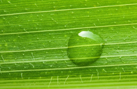 Extreme macro of water drop on maize leafの写真素材