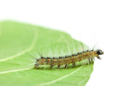 Macro of Hyphantria cunea larva crawling on leaf isolated on white