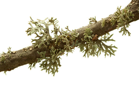 Macro of tree brunch with lichen (Hypogymnia physodes) isolated on white background