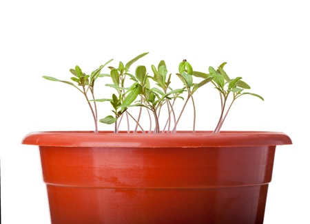 Closeup of young tomato (Lycopersicum esculentum) sprouts isolated on white backgroundの写真素材