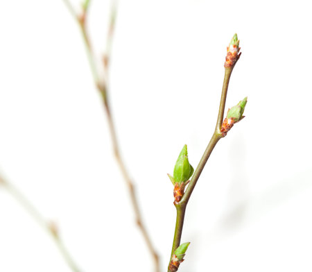 Macro of twigs with fresh buds isolated on white
