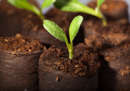 Macro of artichoke (Cynara scolymus) sprouts with water drops in greenhouse ready for plantの写真素材