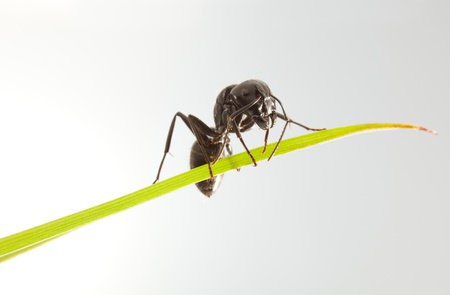 Macro of ant on grass blade over white backgroundの写真素材