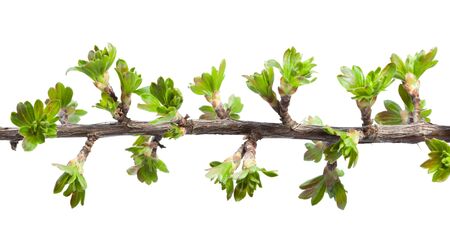 Twig of blackberry and gooseberry hybrid (Ribes nidigrolaria) twig isolated on whiteの写真素材
