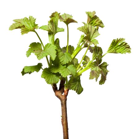 Macro of black currant (Ribes nigrum) brunch at springtime isolated on whiteの写真素材