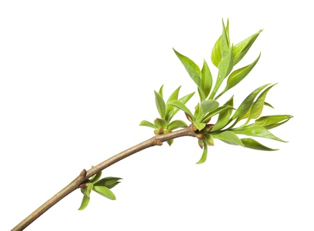 Spring first foliage on tree-twig isolated on whiteの写真素材
