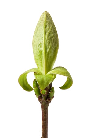 Macro of blooming leaf bud on top of twig isolated on whiteの写真素材