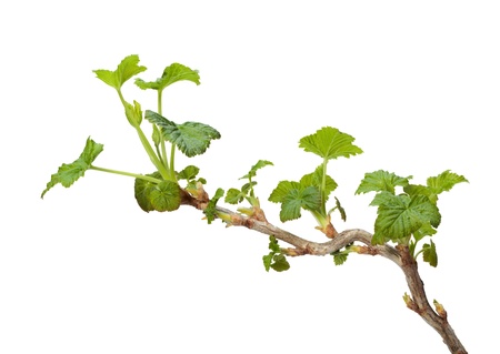 Close-up of black currant (Ribes nigrum) twig with spring fresh leaves isolated on whiteの写真素材