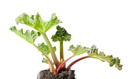 Close-up of rhubarb (Rheum rhaponticum) at spring isolated on whiteの写真素材