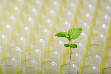 Macro of sprout on tubes background - genetic research conceptの写真素材