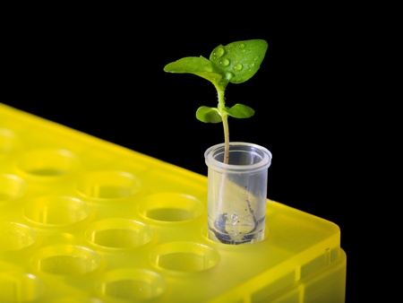 Small plant in tube isolated on black - environment research conceptの写真素材