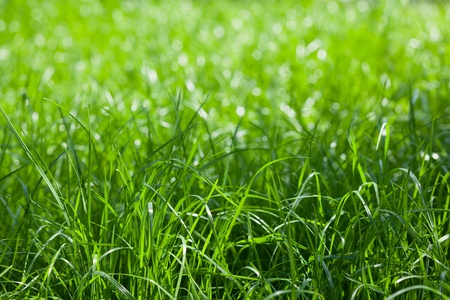 Shallow DOF shot of spring lawn, selective focus on nearest grass bladesの写真素材