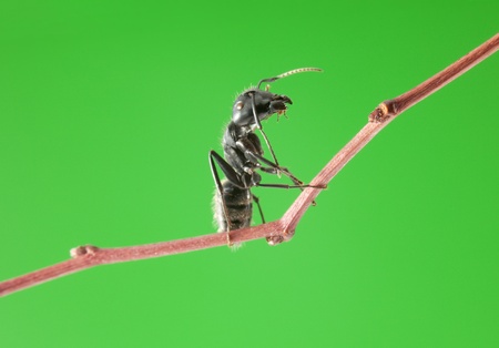 Macro of big black ant sitting on tree twig over green backgroundの写真素材