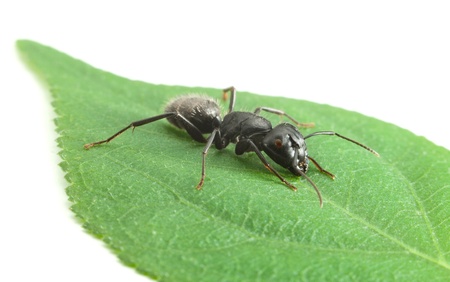 Macro of big black ant on green leaf isolated on whiteの写真素材