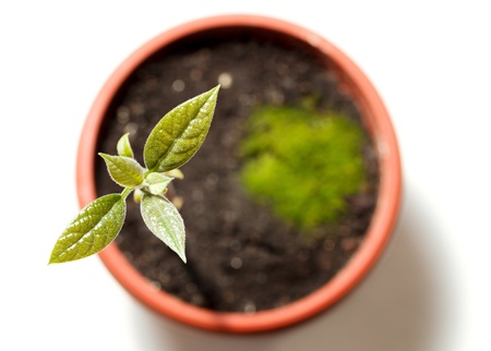 Top of green sprout in red pot isolated on whiteの写真素材
