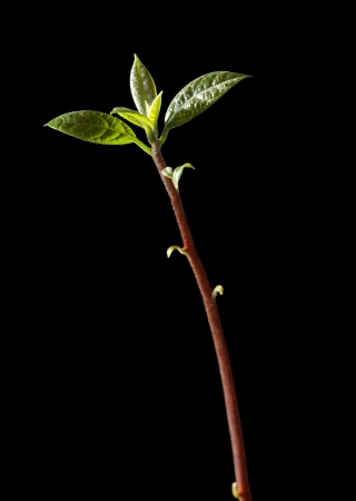 Green fresh seedling isolated on black backgroundの写真素材