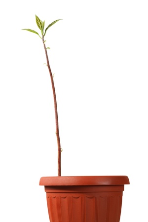 Close-up of tree seedling isolated on whiteの写真素材