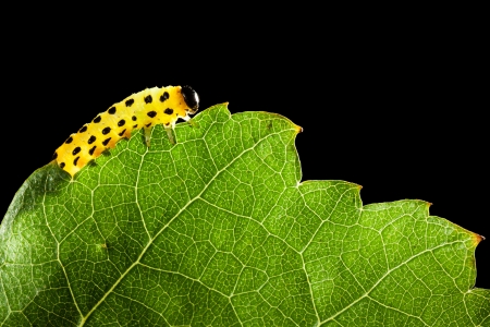 Macro of agriculture pest caterpillar on leaf backlightedの写真素材