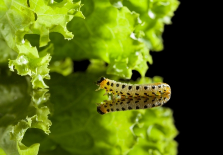 Macro of pest caterpillar moving to lettuce leaf on reflective plateの写真素材