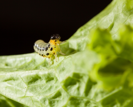 Macro of pest caterpillar climbing over lettuce leaf on black backgroundの写真素材