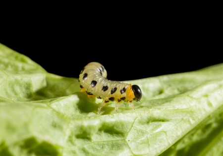 Agriculture pest caterpillar on lettuce leaf on black backgroundの写真素材