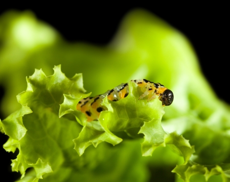Caterpillar eating lettuce leaf isolated on blackの写真素材