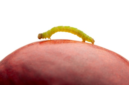 Small codling moth caterpillar on red peach isolated on whiteの写真素材
