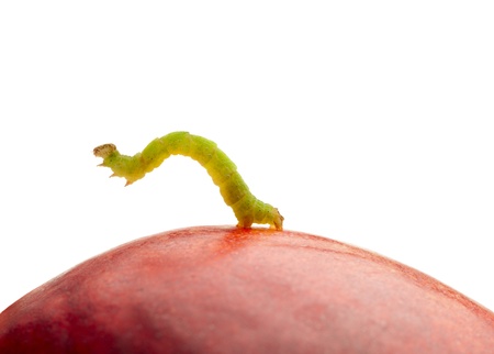 Macro of inchworm on red peach isolated on whiteの写真素材