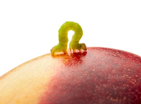 Macro of looper on red peach isolated on whiteの写真素材