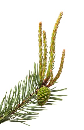 Macro of pine branch with cone and buds isolated on whiteの写真素材