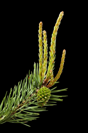 Macro of pine branch with cone and buds isolated on blackの写真素材