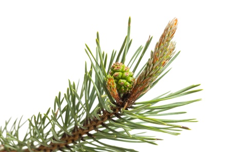 Macro of pine branch with cone and buds twig isolated on whiteの写真素材