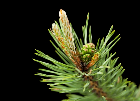Pine twig with cone and buds isolated on blackの写真素材