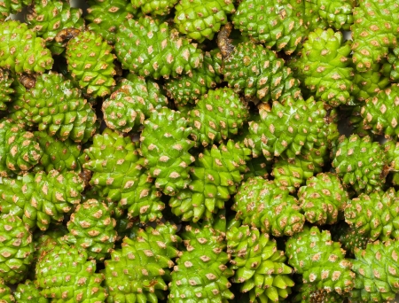 Macro of pine new green strobilesの写真素材