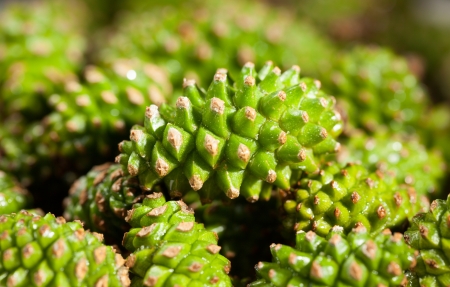 Macro of pine new green strobilesの写真素材