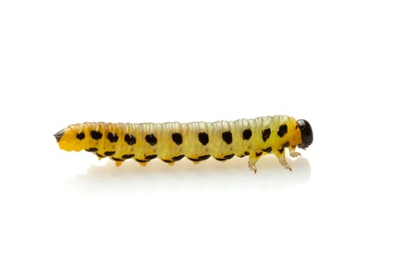 Yellow pest caterpillar isolated on white backgroundの写真素材