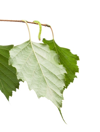 Small geometrid hanging on birch isolated on blackの写真素材
