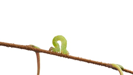 Small green looper crawling on twig isolated on whiteの写真素材