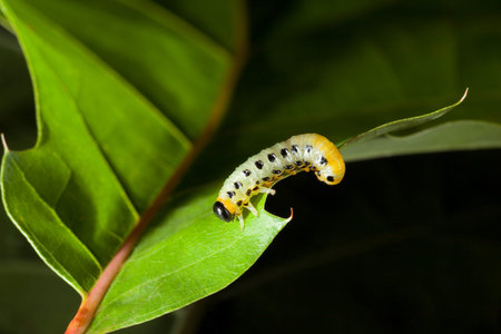 Macro of pest caterpillar on oak leaf isolated on black