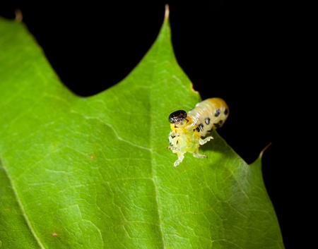 en face view of alerted caterpillar on oak leaf isolated on black
の写真素材