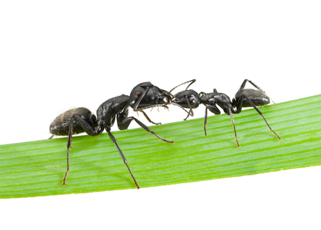 Macro of two touching ants on grass blade isolated on whiteの写真素材