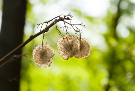 Macro of elm dry seeds backlit by morning sun
の写真素材