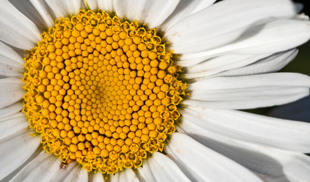 Blossom daisy macro detailsの写真素材