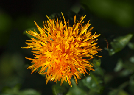 Safflower  Carthamus tinctorius  flower macroshotの写真素材