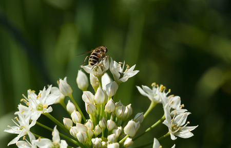 Macro of blooming onionの写真素材