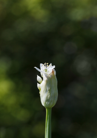 Macro of onion budの写真素材